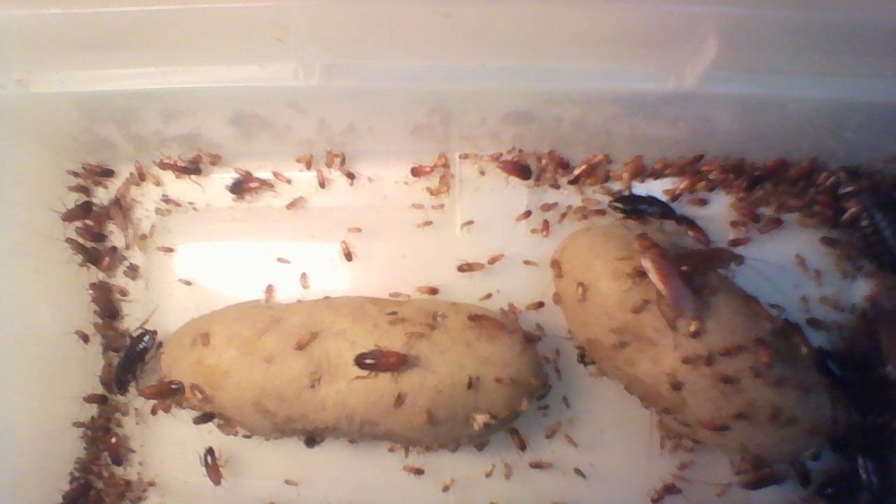 massive roach infestation and how to get rid of them
