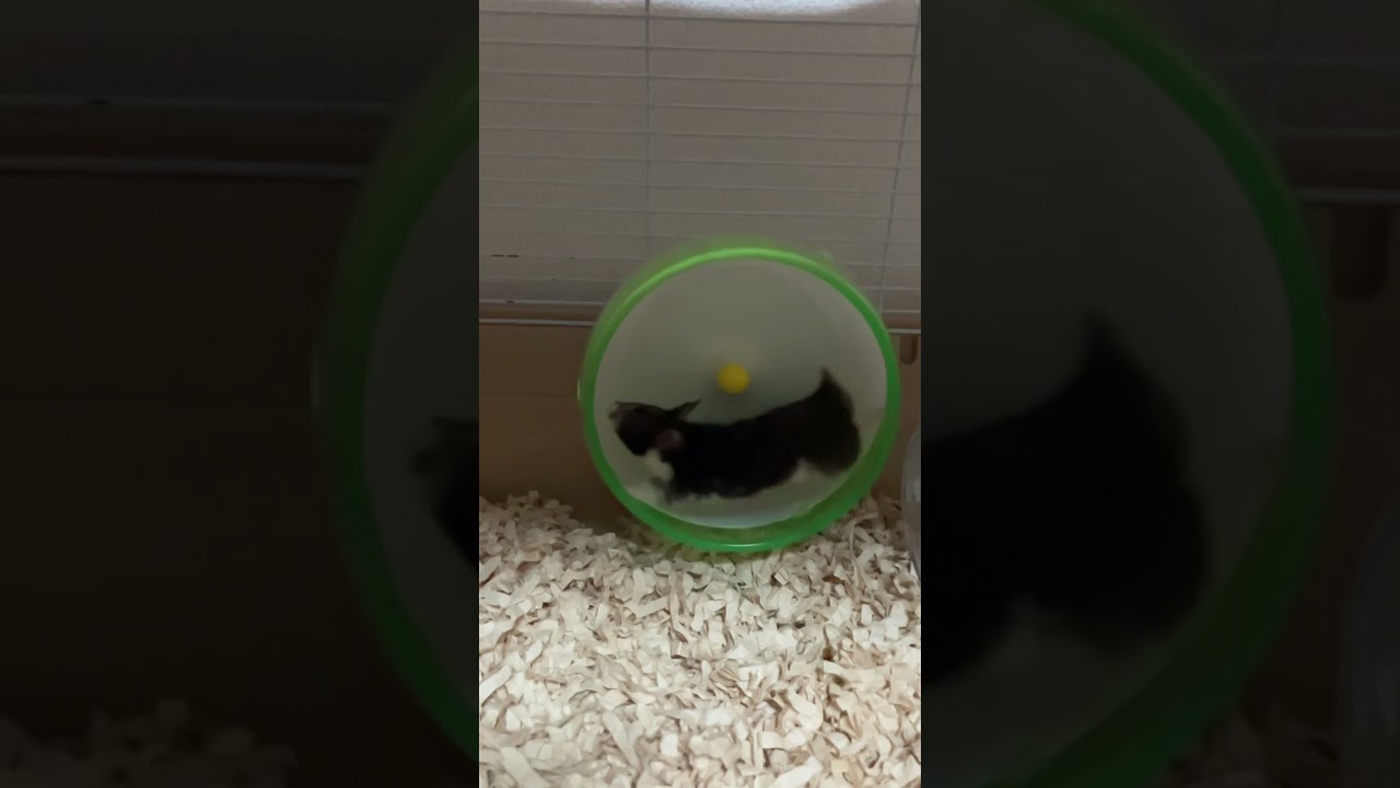 ハムケツが堪らんです٩( '&omega;' )وﾊｧﾊｧ#ハムスター#ハム#ハムケツ#可愛い