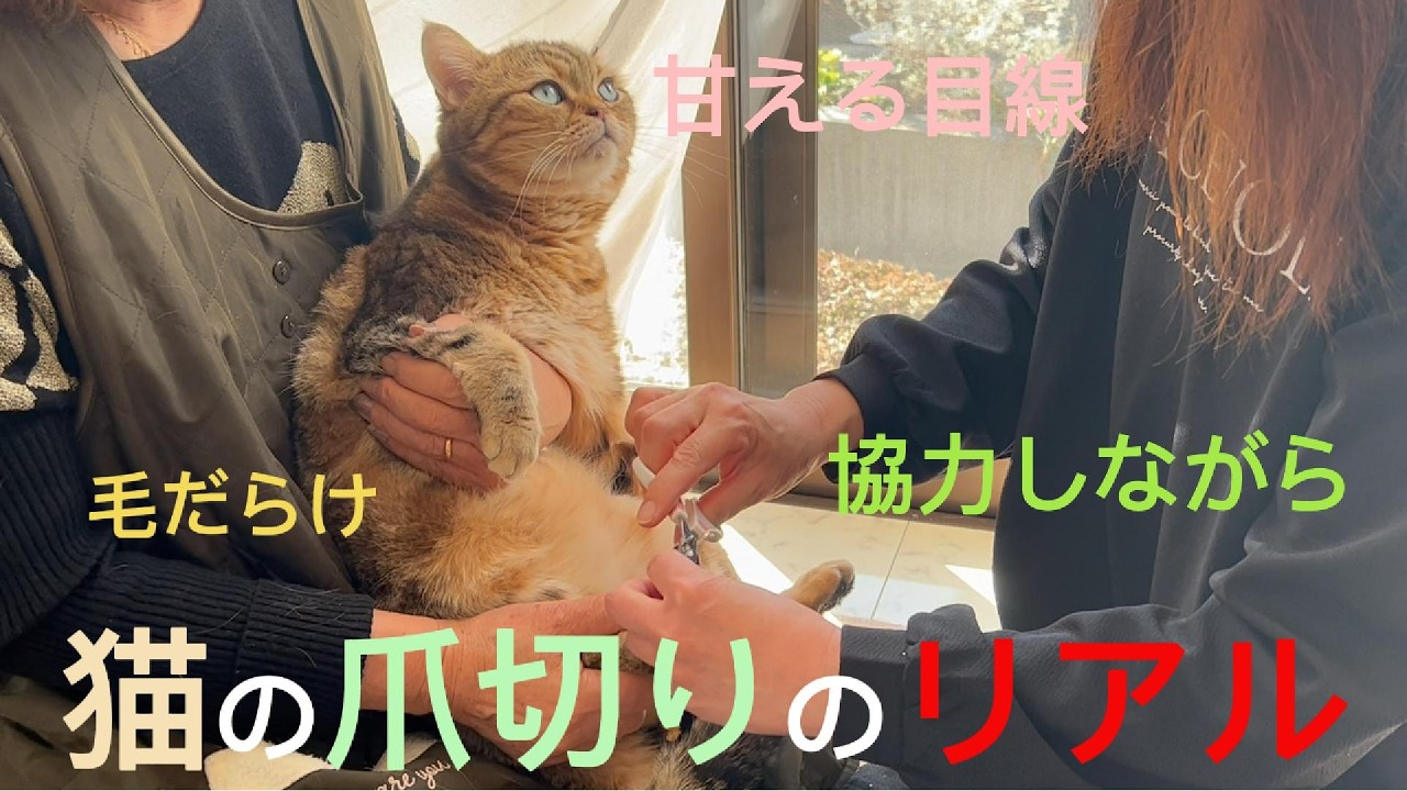 【生活】『猫の爪切りのリアル』#猫 #癒し #可愛い猫 #猫を飼う