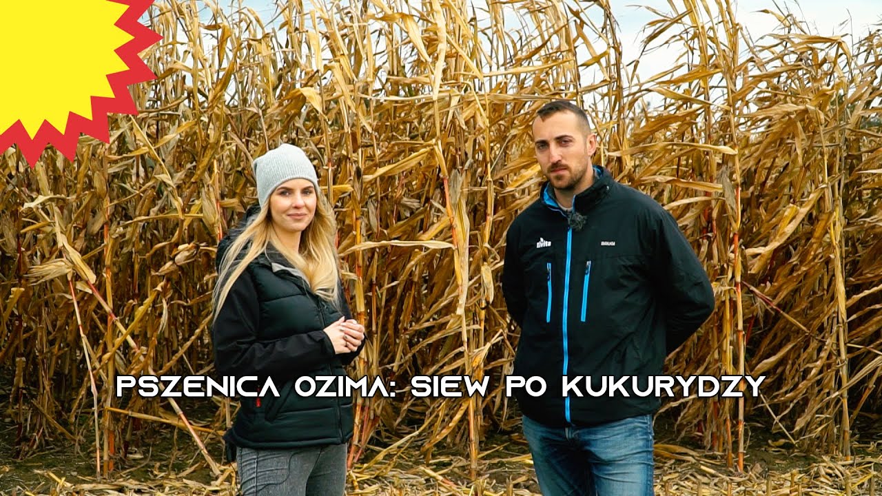 Pszenica ozima: siew po kukurydzy