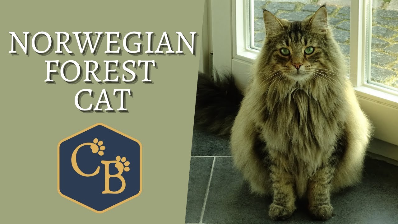 Norwegian Forest Cat 😻 The Gentle Giant!