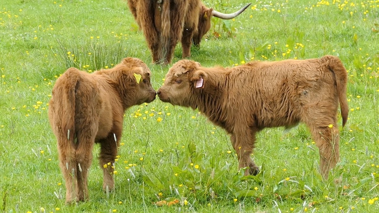 Highland Cows in Pollok Park, Scotland | June 2022