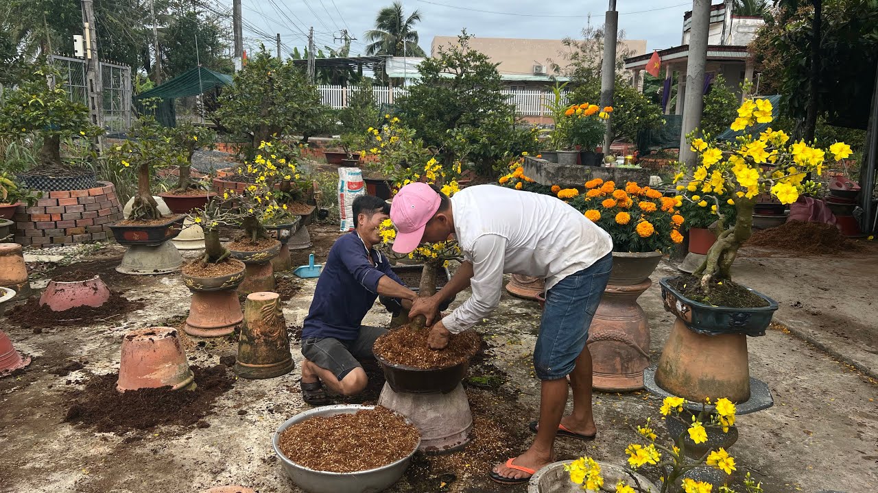 Thay chậu cho mai v&agrave;ng sau khi chơi Tết xong