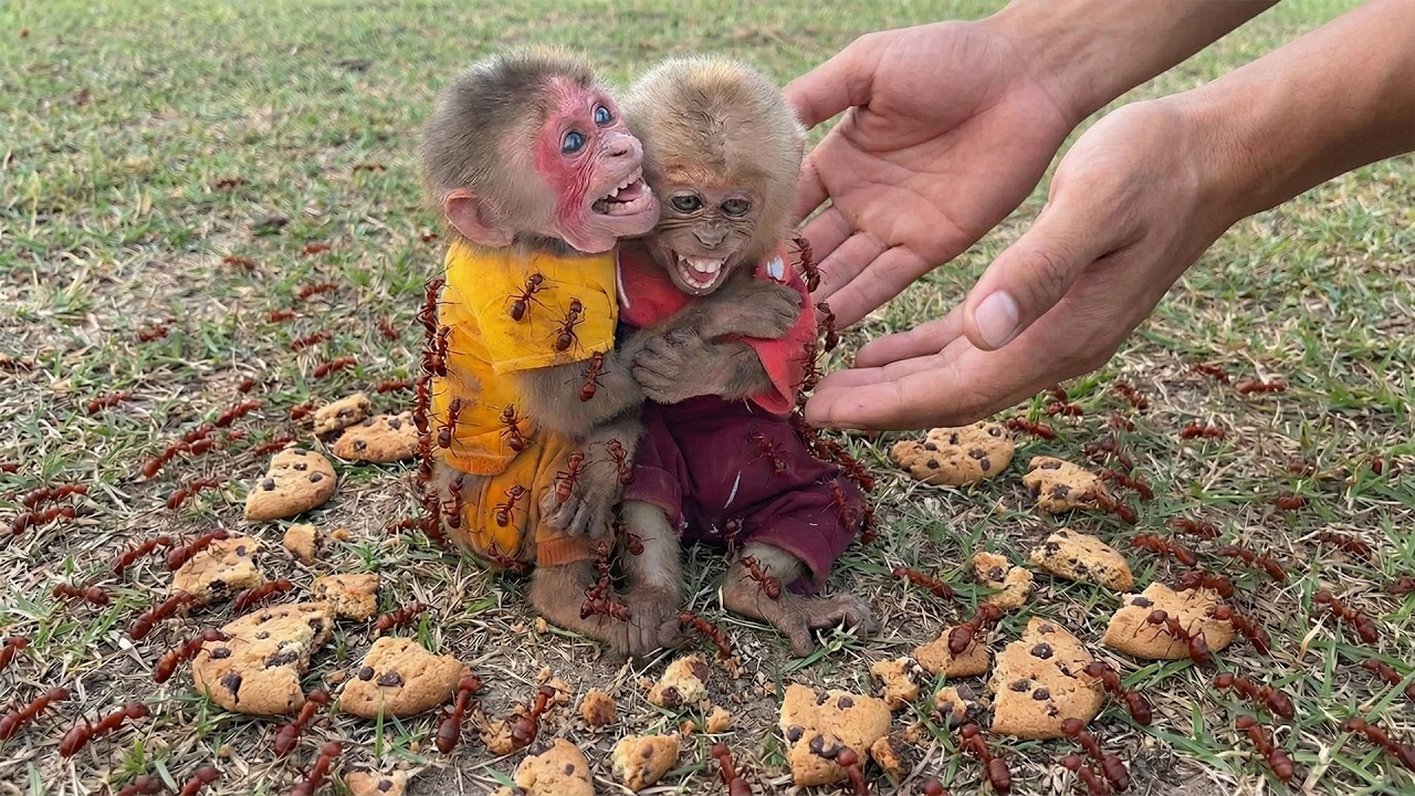 Monkey Moon and Bon Surrounded by Ants, Dad Arrives in Time