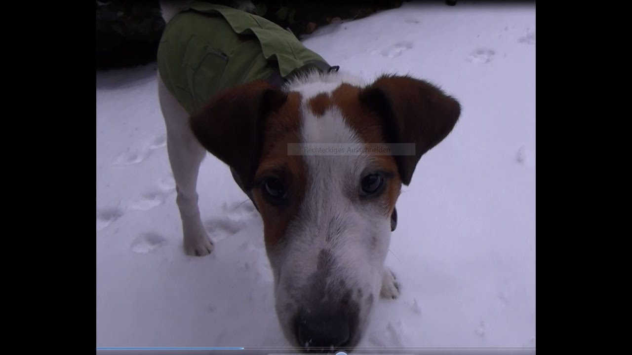 Bennys erstes Mal im Schnee