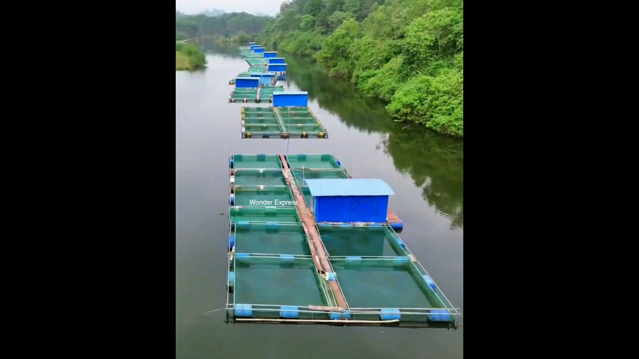 Fish Farming Business In Floating Cages 💰-4740C1
