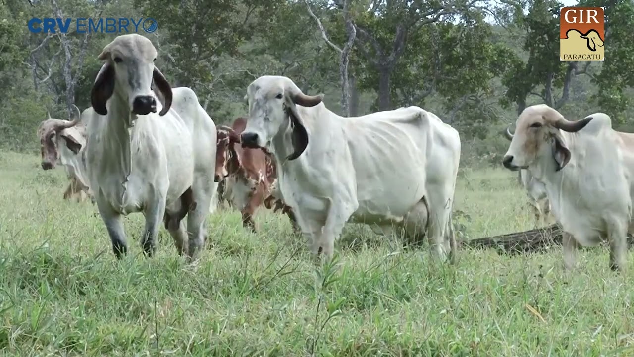 Doadoras Paracatu