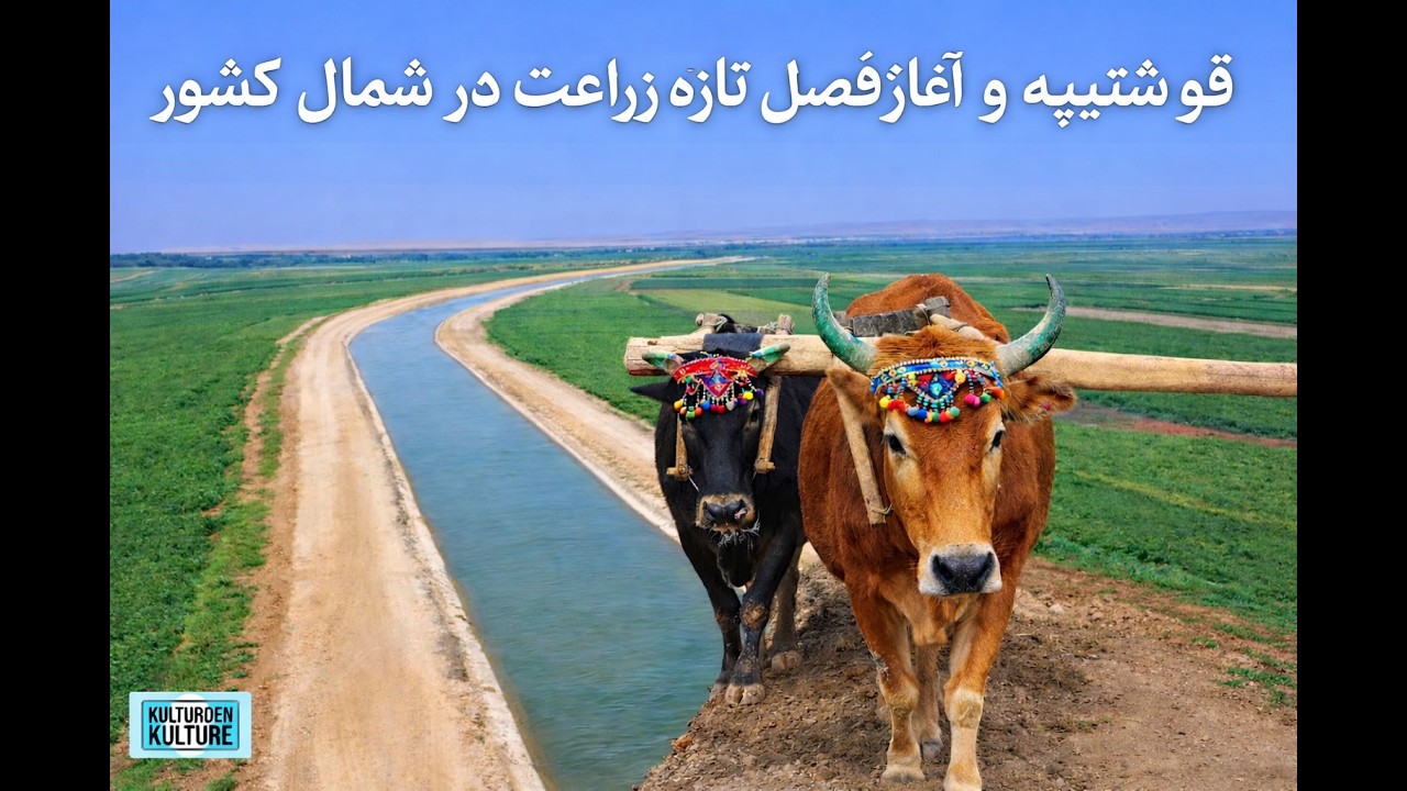 بهار سال 1405| کشت گندم وجو در شمال افغانستان| خوشحالی دهاقین ازتکمیلی کانال قوش تپه| QOSHTEPE CANAL