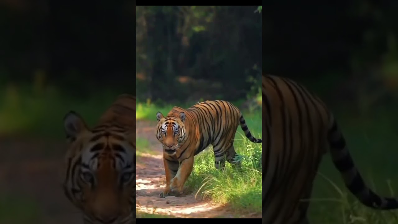 Air wild #foryoupage #fyp #explorepage #wildlifephotography #wildlife
