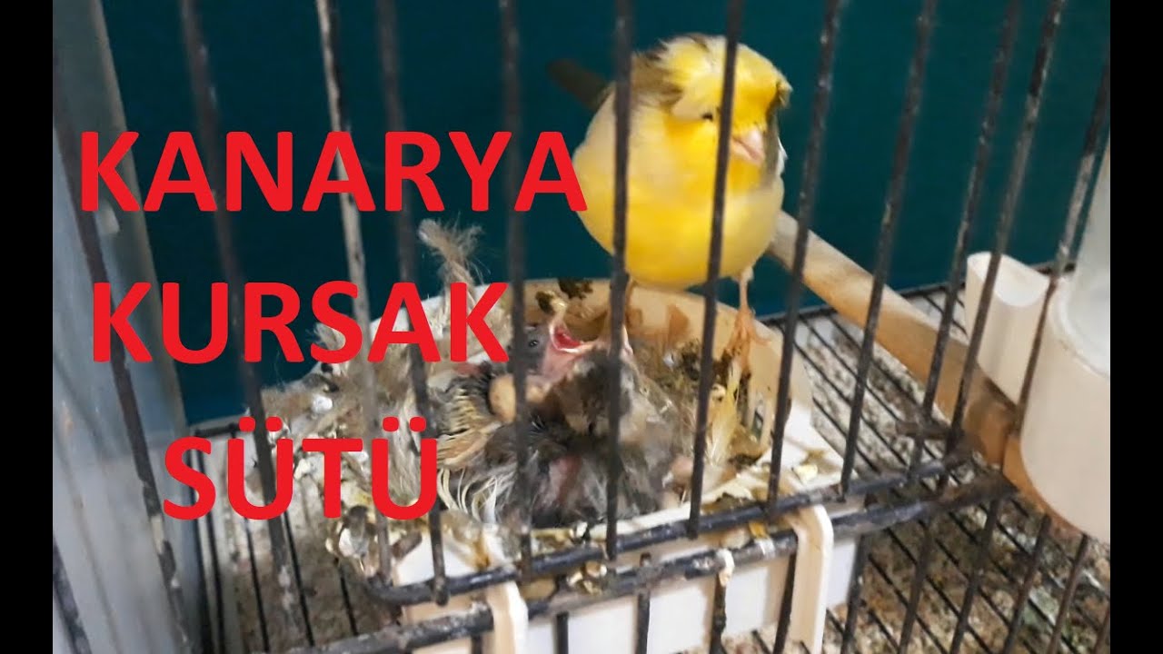 Kanarya Üretim Yavru Bakımı Gloster Kanarya(Kursak Sütü Ne İşe Yarar,Kanarya Karabenek))