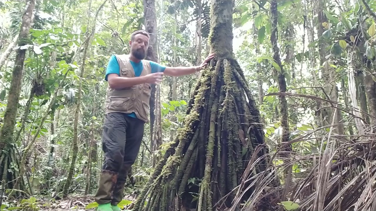 Le palme erranti dell'Amazzonia