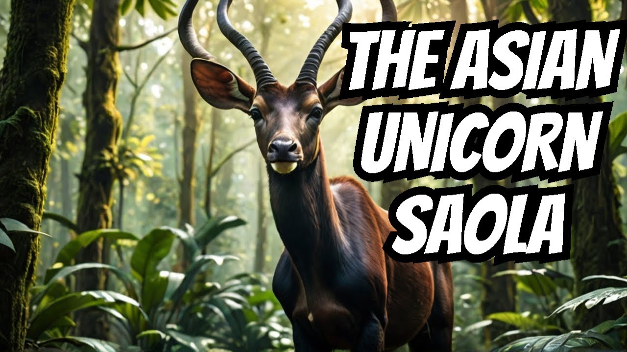 The Asian Unicorn: Can We Save the Saola