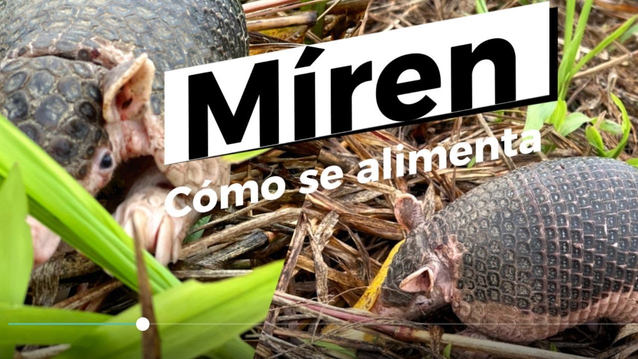 Asi se alimentan los Armadillos en el campo