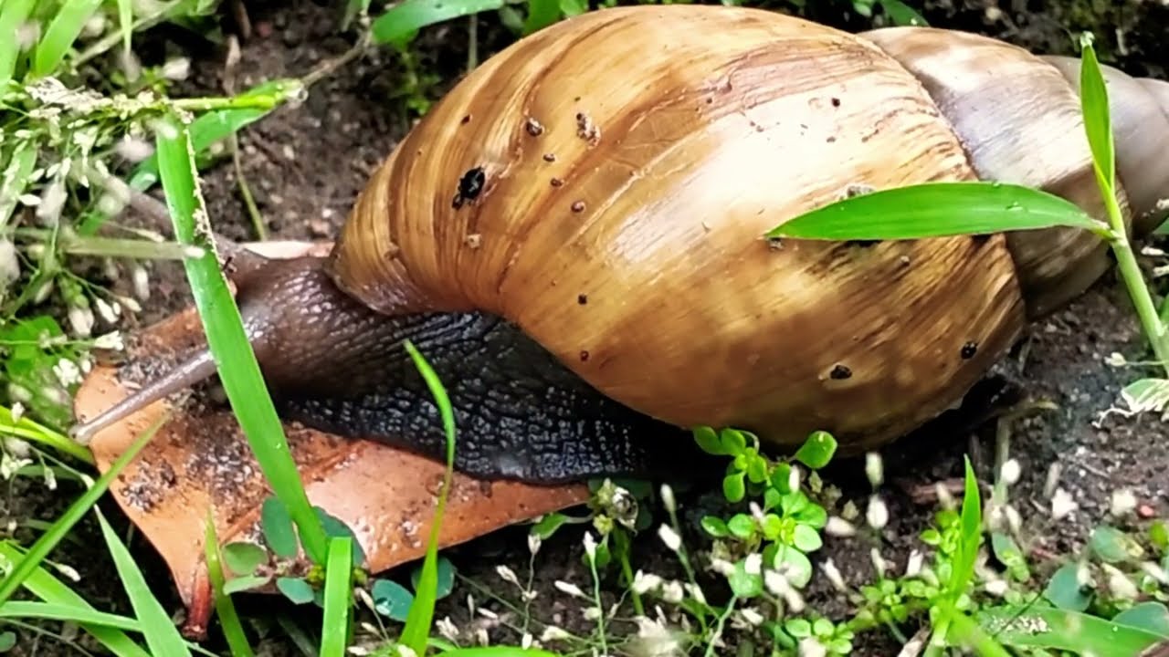 “Happy Snail Adventures #5 Fun Learning for Kids”