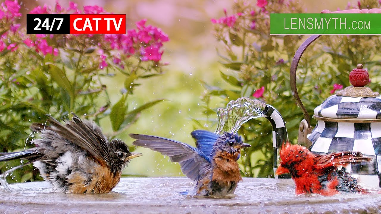 24/7/365 Streaming Cat TV for Cats to Watch 😻 Bird Sounds, No Music 24/7/365 Cute Birds Show No ADs