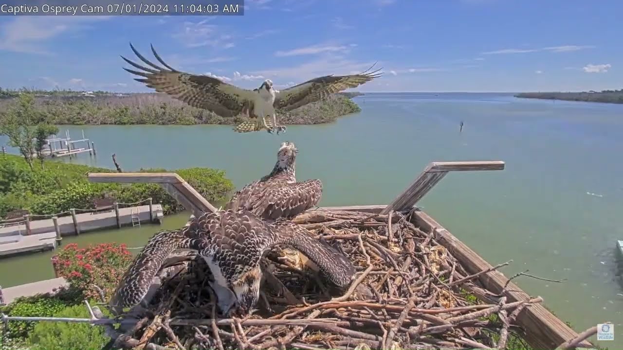 Ding and Darling defend the nest from a male intruder.