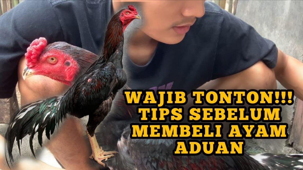 tips sebelum membeli ayam aduan