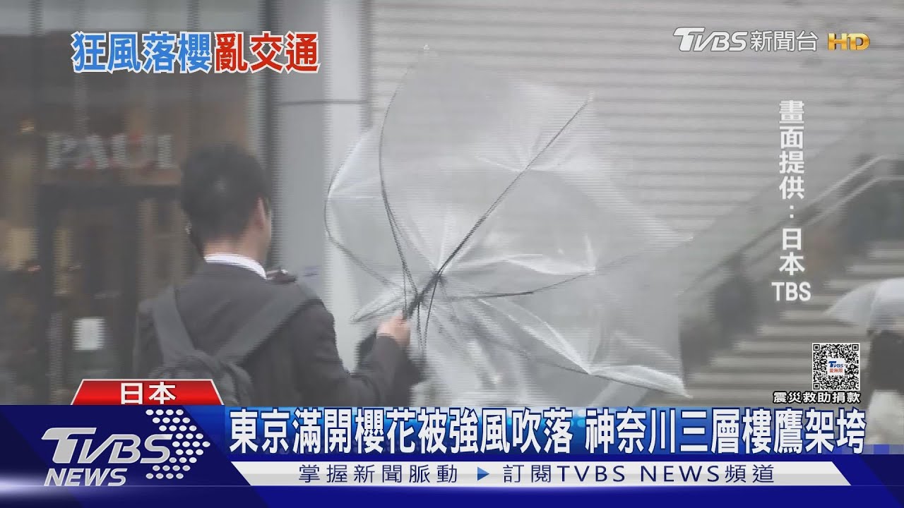 東京滿開櫻花被強風吹落 神奈川三層樓鷹架垮｜TVBS新聞 
