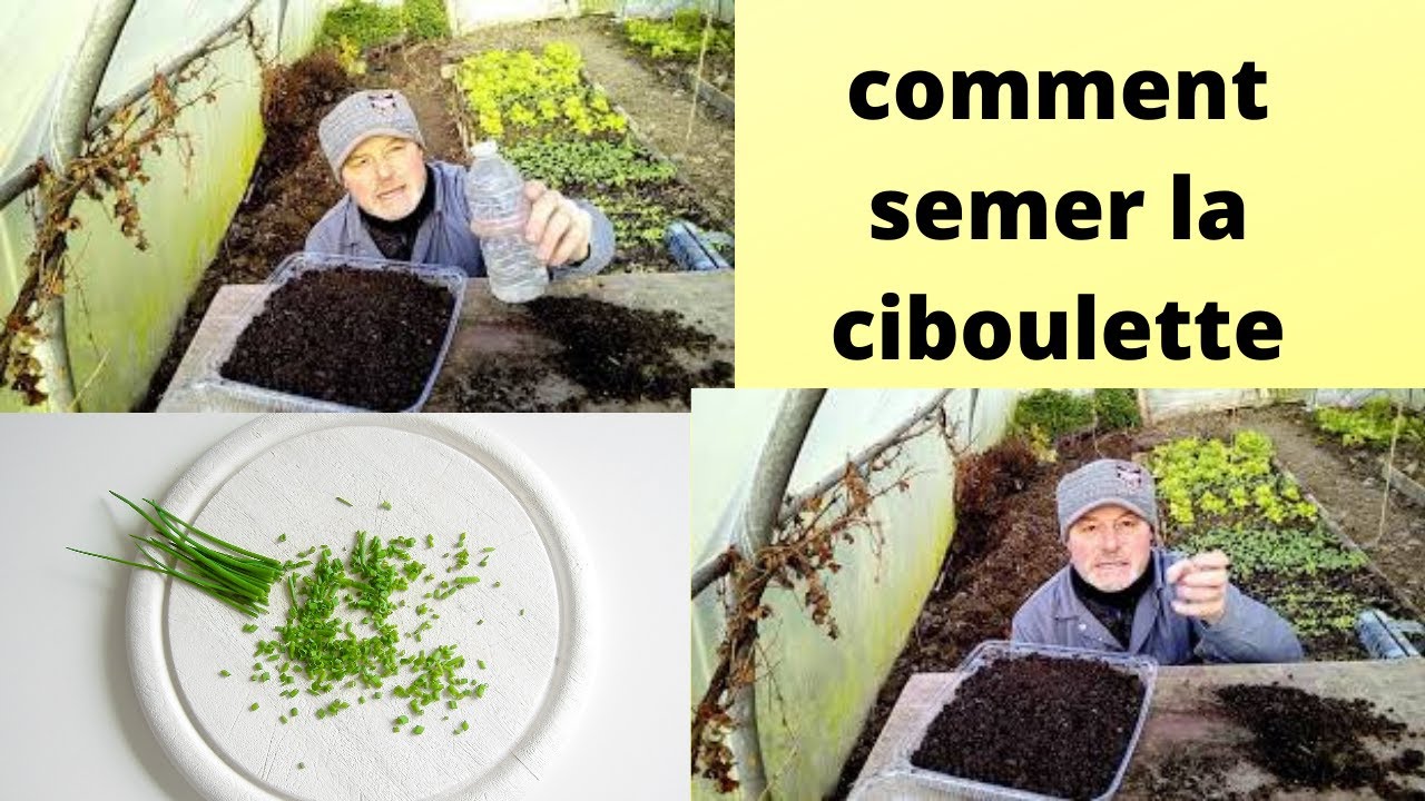 comment semer la ciboulette