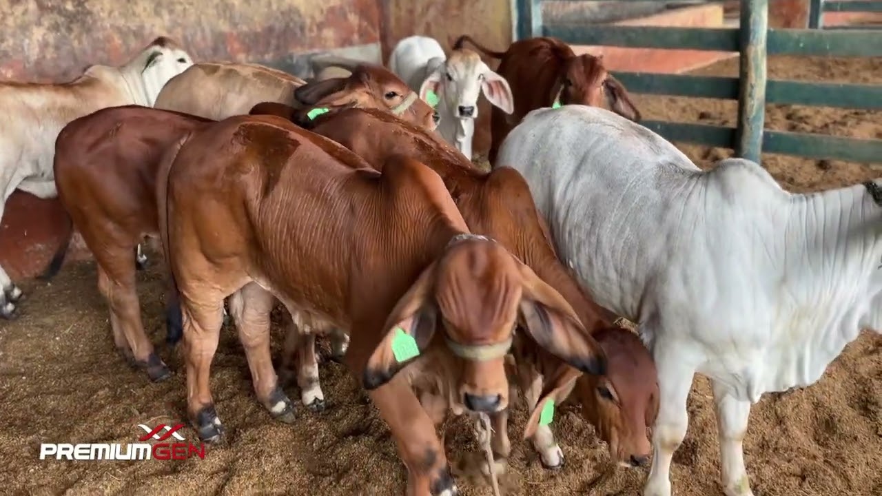 Gado Brahman na Agropecuária W2R em Pardinho SP 