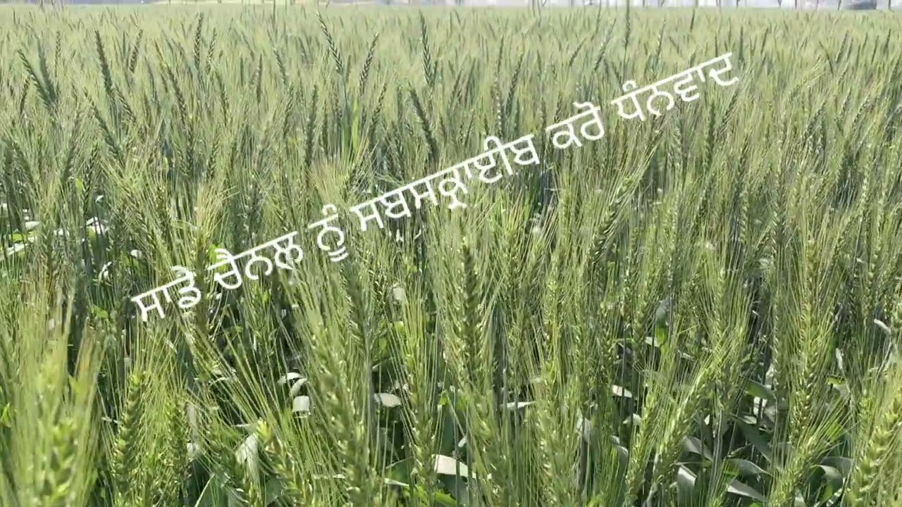 ਇਹ ਵਾਰ ਕਣਕ ਸ਼ਾਨਦਾਰ ਝਾੜ ਦੀ ਆਸ 💥👍 ਜਾਣਕਾਰੀ ਵਧੀਆ ਲੱਗੀ ਤਾਂ ਚੈਨਲ ਨੂੰ ਸਬਸਕਰਾਈਬ ਕਰੋ ਧੰਨਵਾਦ