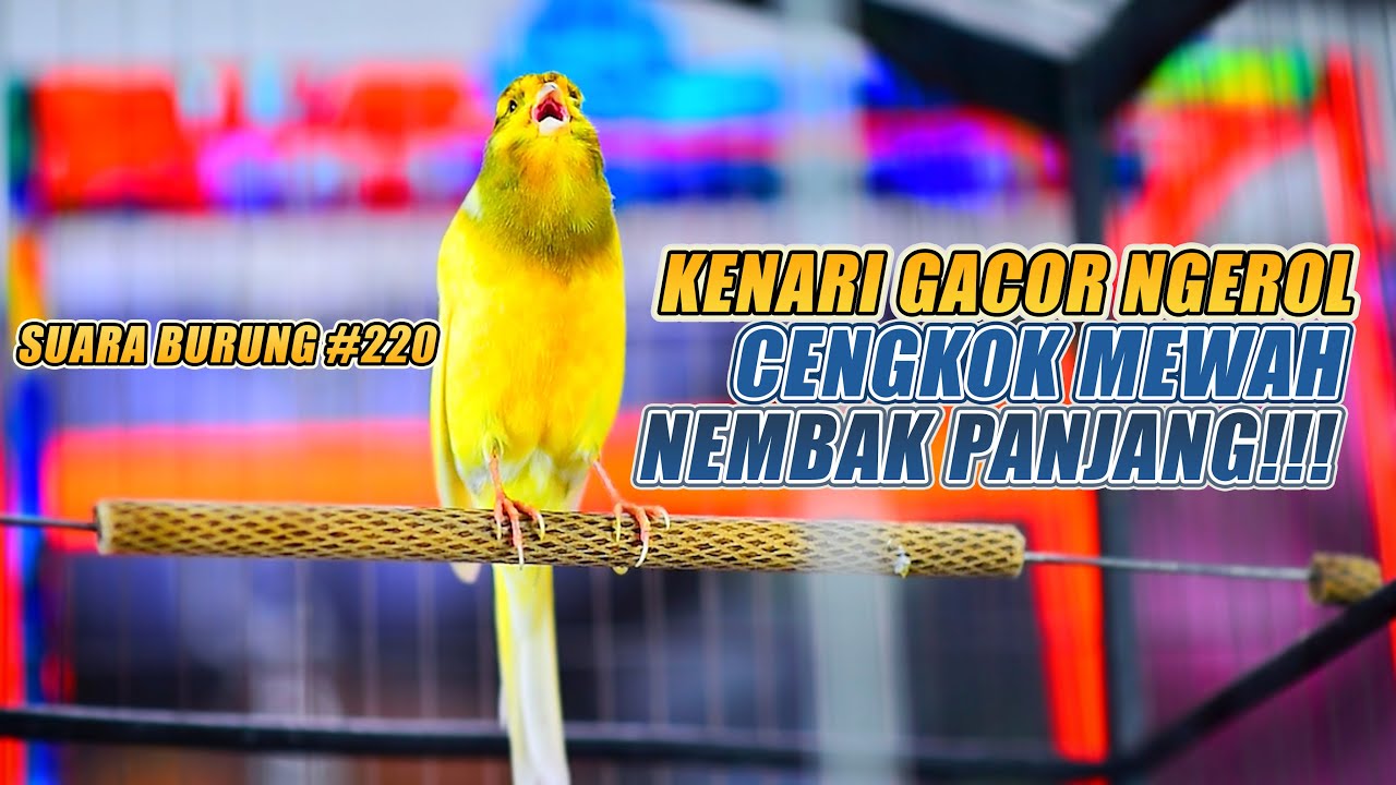 SUARA BURUNG |220| Kenari GACOR PANJANG INI Cocok untuk Masteran KENARI PAUD dan Kenari Macet BUNYI