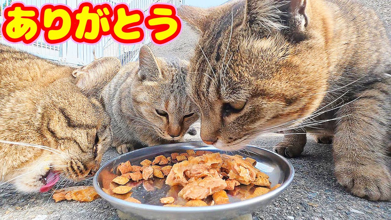 極寒 空腹な猫たちにおいしいご飯を持っていくと… さくらねこと野良猫へのエサやり【視聴だけでも猫たちを助けることになります】支援者様 視聴者様 猫たちに神のご加護を！野良猫の感動猫動画