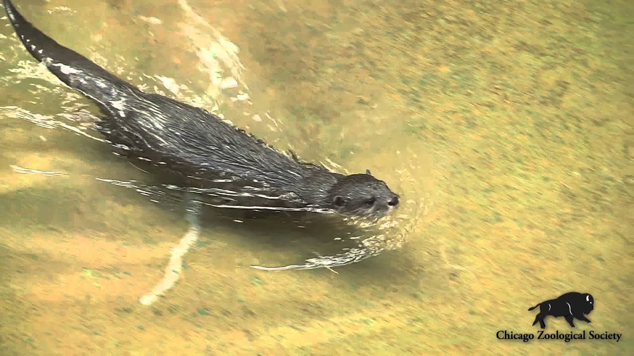 New Otter Fish Feeders in Tropic World