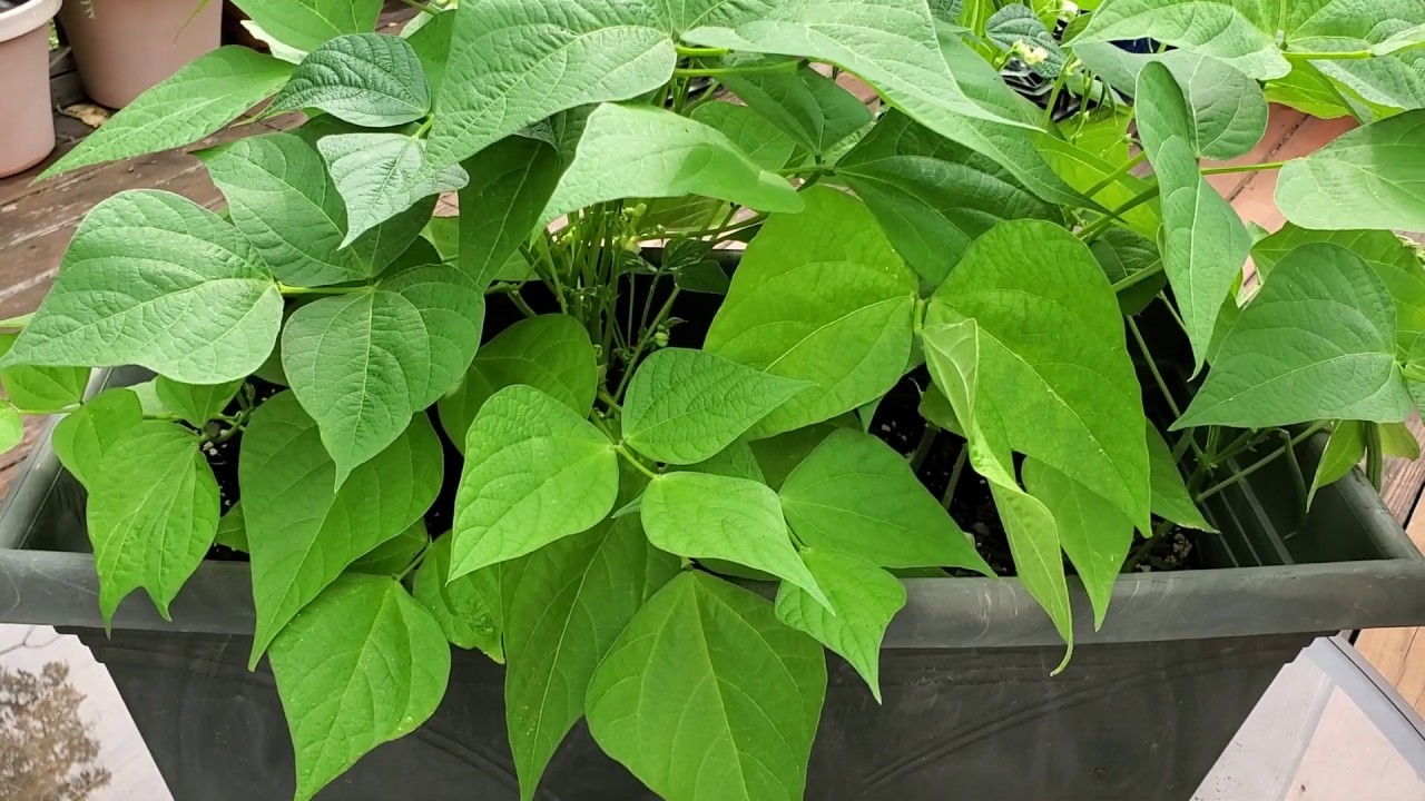 Grow Green Beans In Small Containers