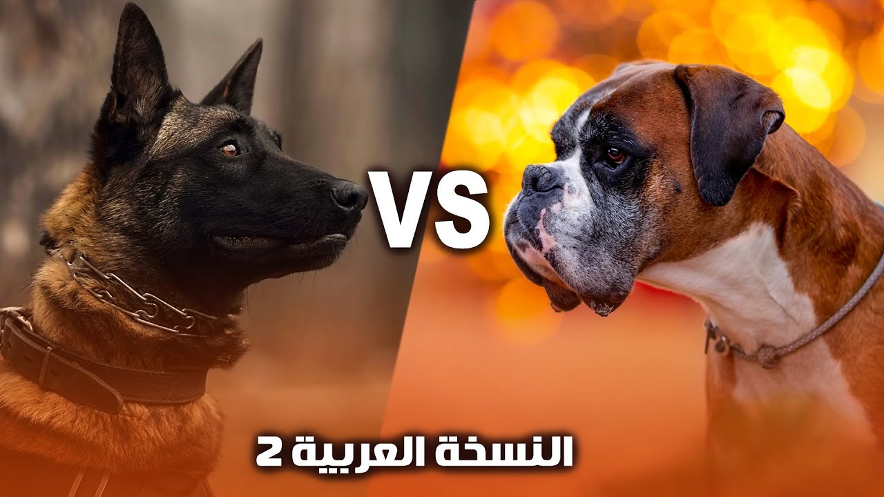 اشتري ده ولا ده 🤔 كلب المالينو  ولا  كلب البوكسر