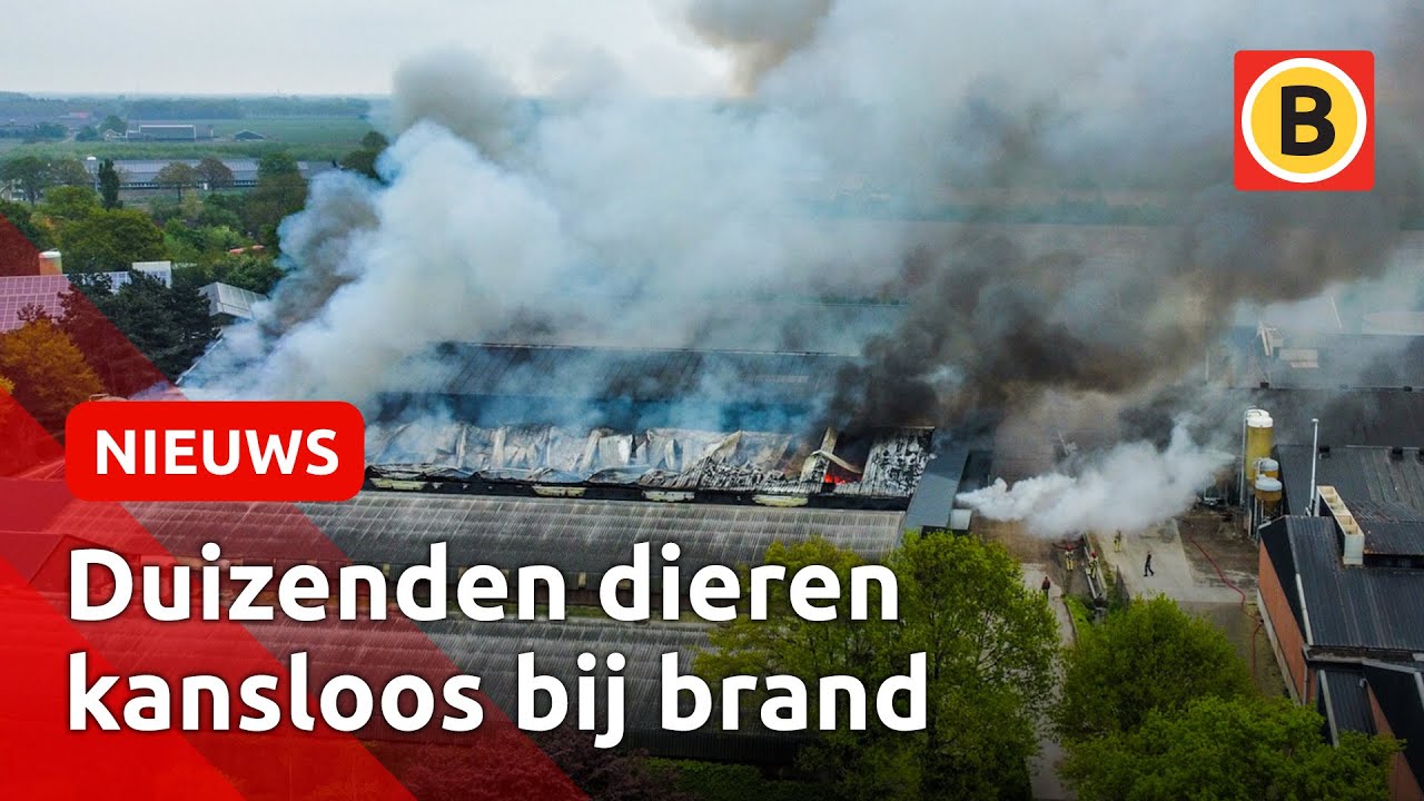 Tienduizend kippen omgekomen bij brand in stal | Omroep Brabant