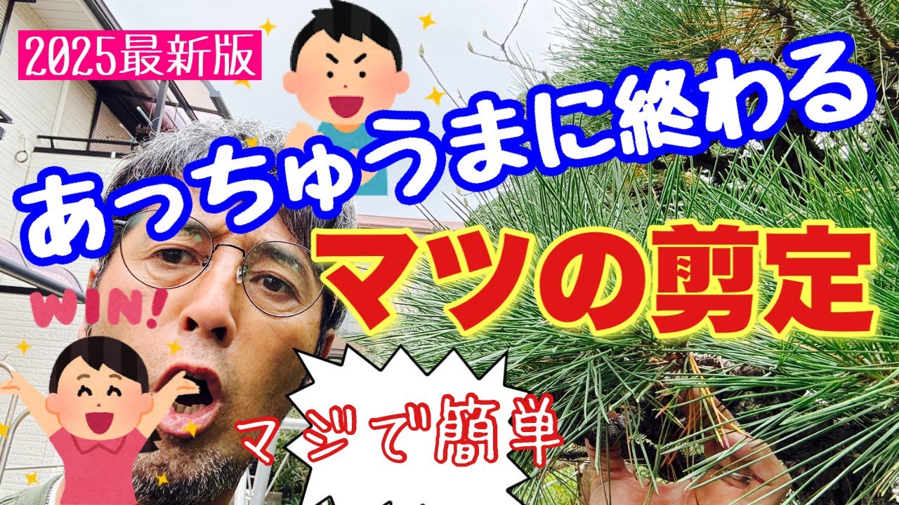 【松の剪定（素人向け）】簡単で良いんです✌️😜