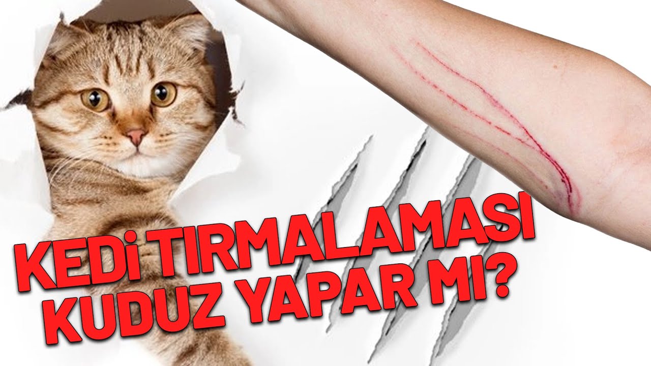 Kedi Tırmalaması Kuduz Yapar mı