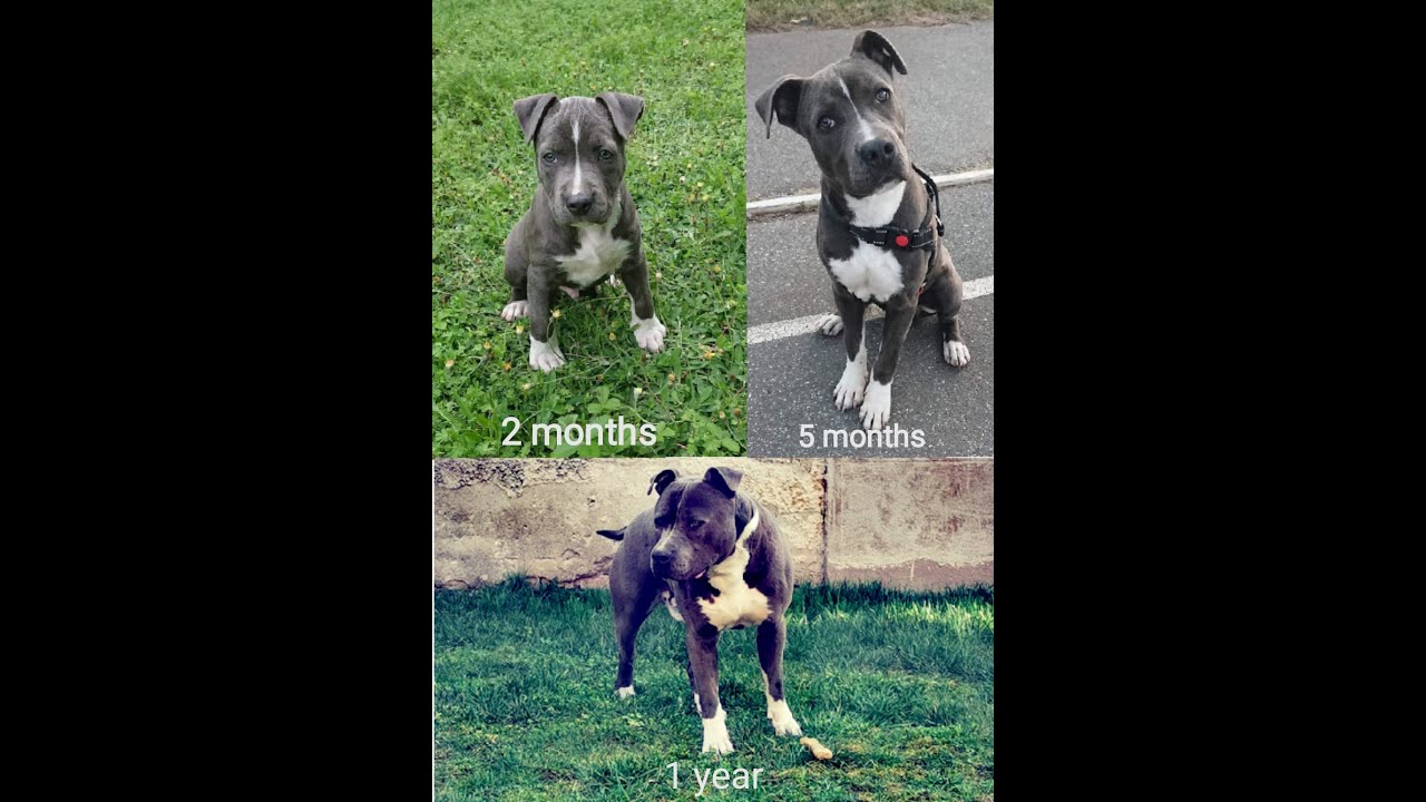 Blue American Staffordshire Terrier puppy - The first year  ( Arakiel )