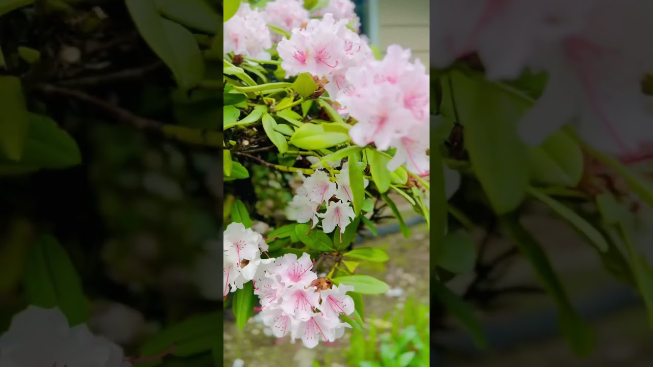 Amazing Spring blooms 