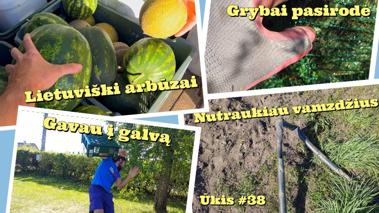 Ūkis #38 Kas atsitiko su Shiitake grybais? Dėžės uogoms.