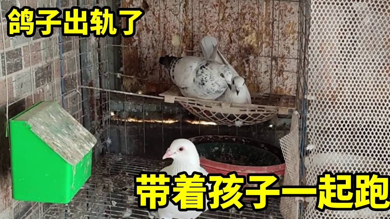 鸽子带孩儿跑路？谁说鸽子不会出轨，这顶“帽子”是没跑咯！【俏鴿】