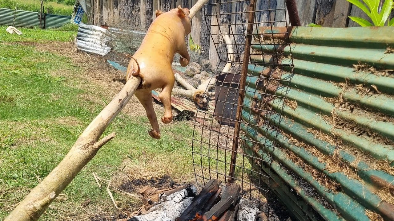 Spitting a roast pig in Eua Tonga 🇹🇴