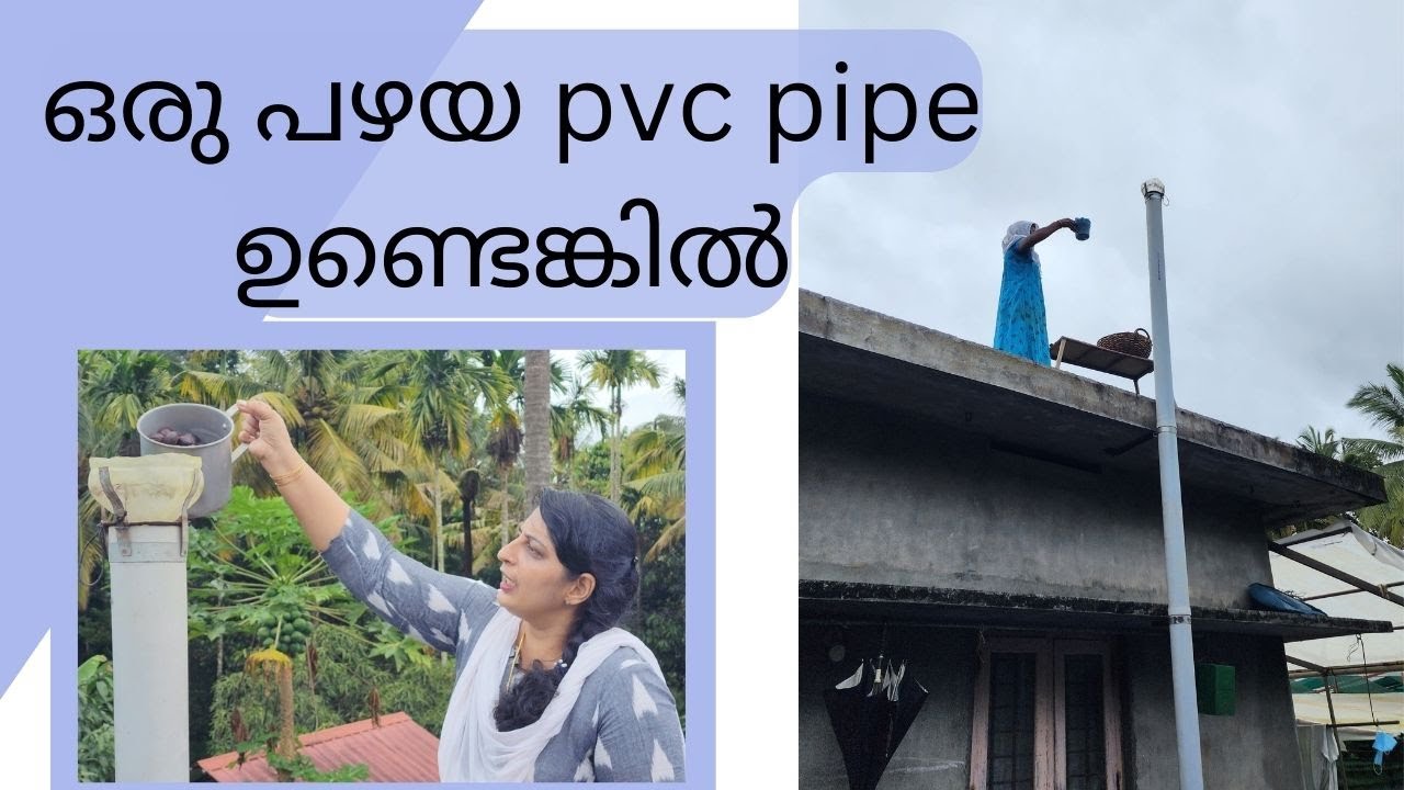 ജാതികുരു  എങ്ങനെ എളുപ്പത്തിൽ പൊട്ടിക്കാം/Rincykitchen