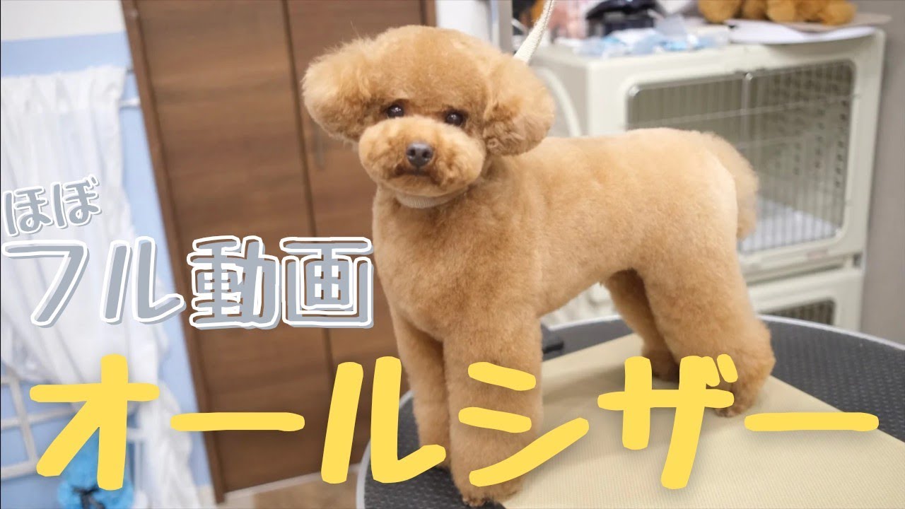【ほぼフル動画】これを見ればオールシザーも怖くない！？