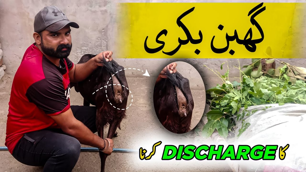 Gaban Bakri Ka Discharge | Pregnant Goat Discharge Before Delivery | Goat Care Official