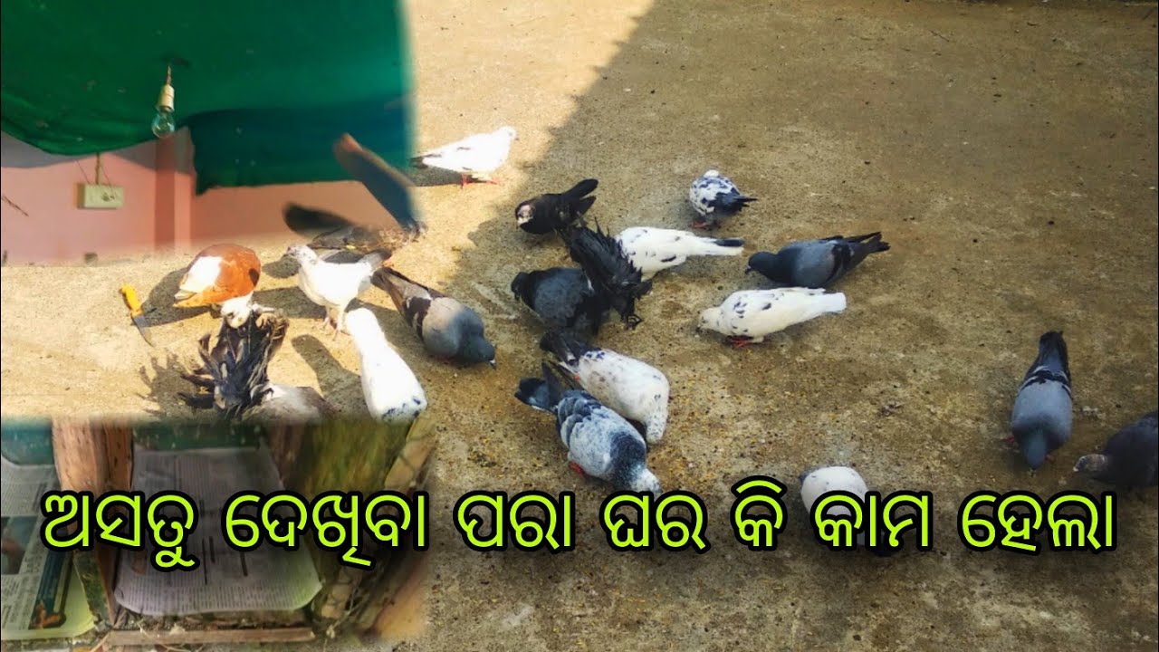 ଆସତୁ ଦେଖିବା ପରା ଘର କି କାମ ହେଲା 👌/#60/#viral #kabootarloft05 #pleasesubscribe