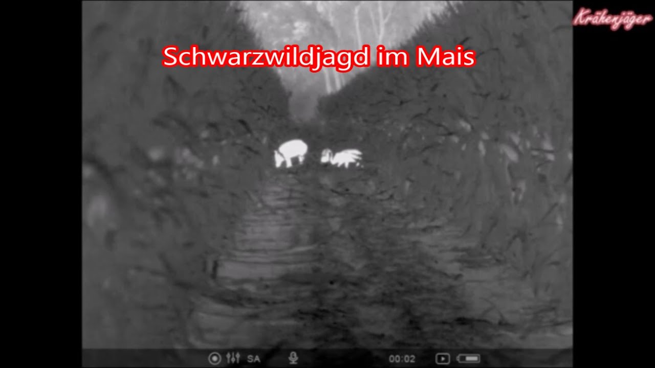 Schwarzwildjagd - Wild boar hunting - im Mais