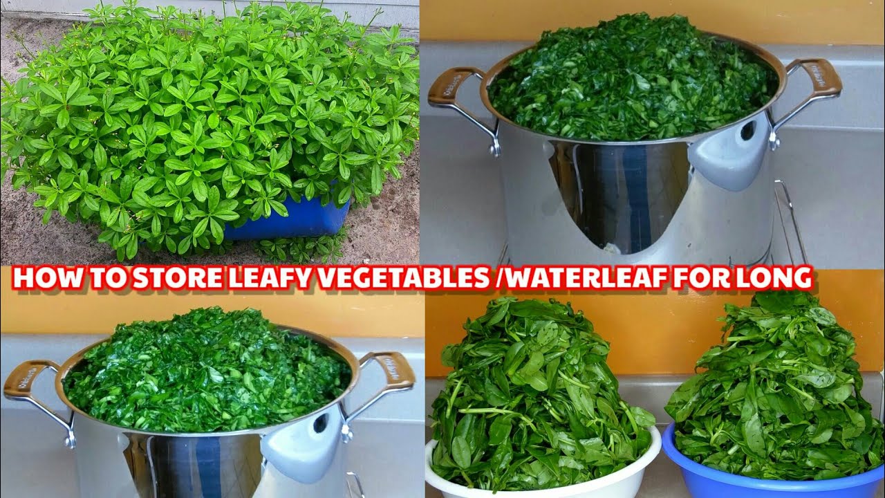 PREPPING GREEN LEAFY VEGETABLES | HOW TO STORE & PRESERVE FRESH WATERLEAF FOR LONG