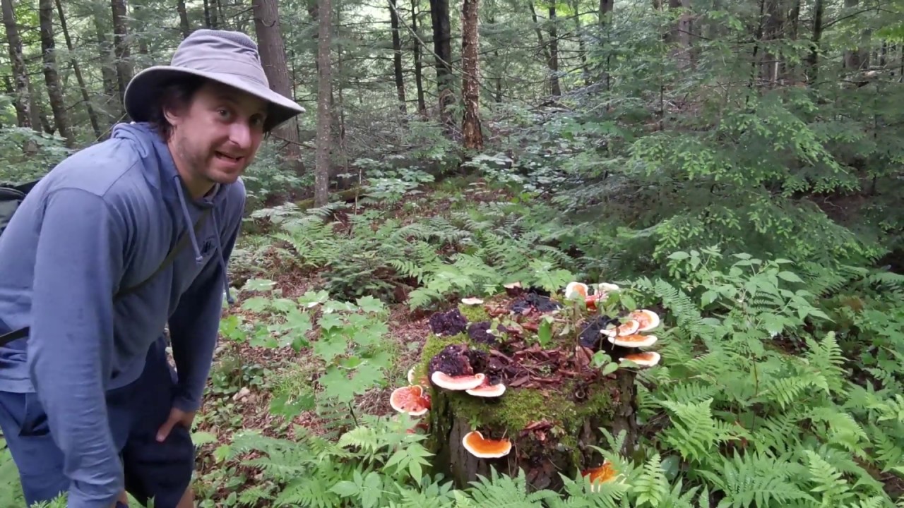 Découverte d'une souche pleine de Reishi au Québec
