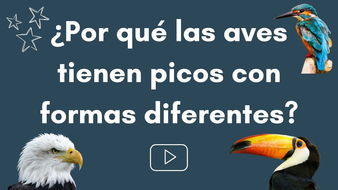 ¿Por qué las AVES tienen PICOS con formas DIFERENTES?