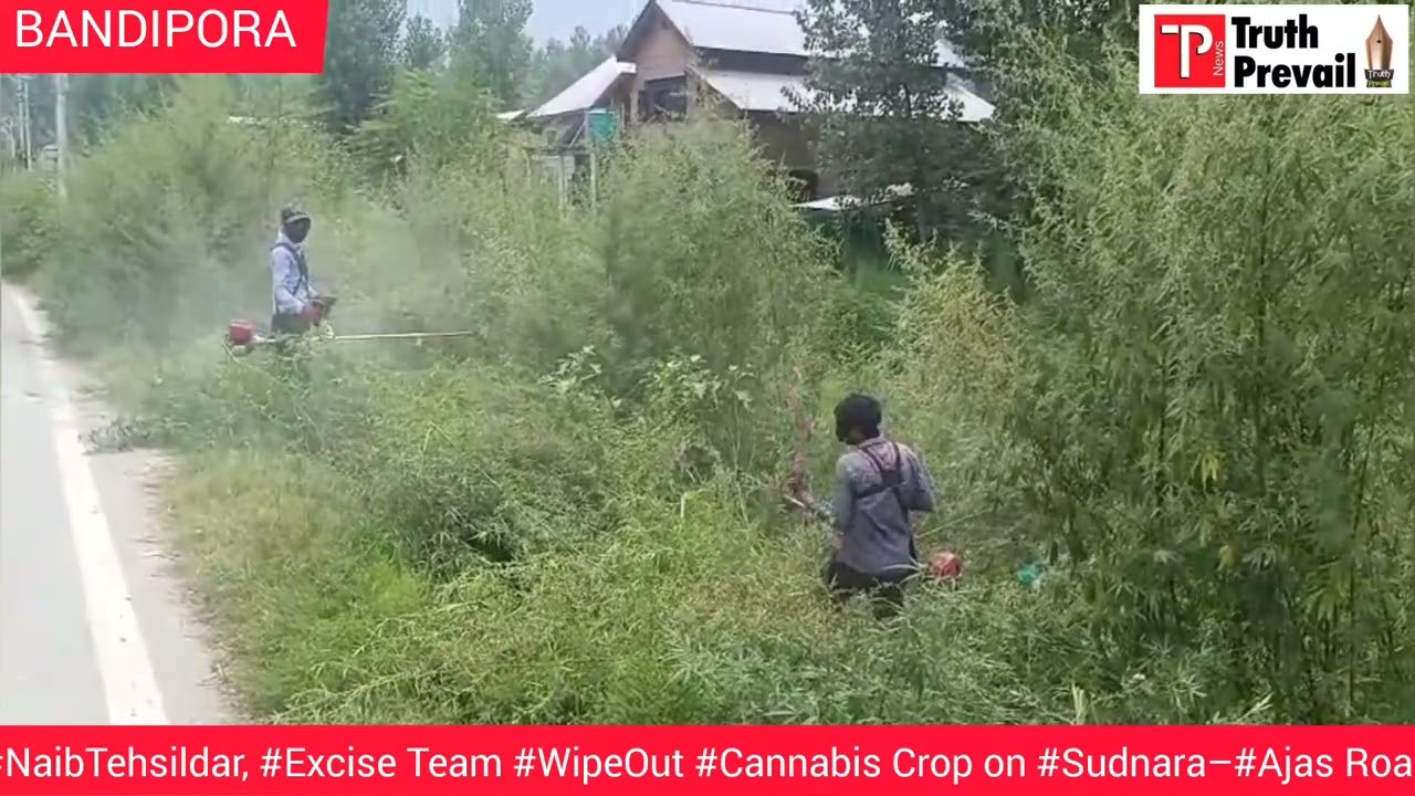 #NaibTehsildar, #Excise Team #WipeOut #Cannabis Crop on #Sudnara&ndash;#Ajas Road