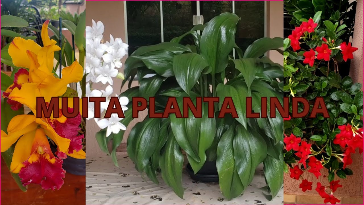 TOUR Pelas PLANTAS Da Minha VARANDA | Juliane Becker