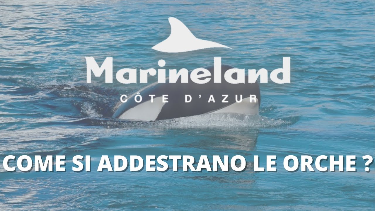 MARINELAND 2022 - IL PARCO MARINO più grande D'EUROPA