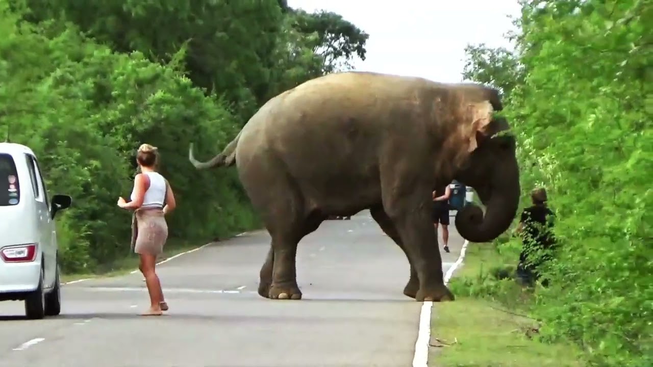 Wild Elephant Chases Tourist in Sri Lanka 🐘😱 | Selfie Gone Wrong! 😂